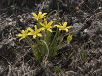 Gagea reverchonii 16, Saxifraga-Willem van Kruijsbergen