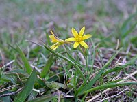 Gagea reverchonii 18, Saxifraga-Jeroen Willemsen