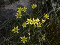 Gagea reverchonii 4, Saxifraga-Willem van Kruijsbergen
