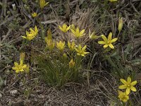 Gagea reverchonii 5, Saxifraga-Willem van Kruijsbergen