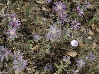 Galactites tomentosa, Galactites