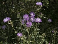 Galactites tomentosa