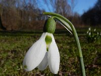 Galanthus alpinus 2, Kaukasisch sneeuwklokje, Saxifraga-Ed Stikvoort : geplooid sneeuwklokje Zaltbommel