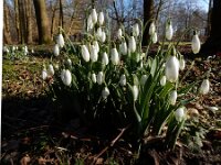 Galanthus alpinus 3, Kaukasisch sneeuwklokje, Saxifraga-Ed Stikvoort : geplooid sneeuwklokje Zaltbommel