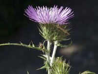 Galactites tomentosa 11, Saxifraga-Jan van der Straaten