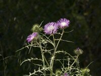 Galactites tomentosa 39, Saxifraga-Jan van der Straaten