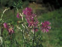 Galactites tomentosa 5, Saxifraga-Piet Zomerdijk