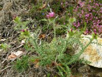 Galactites tomentosus 62, Saxifraga-Hans Grotenhuis