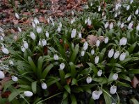 Galanthus ikariae 2, Glanzend sneeuwklokje, Saxifraga-Ed Stikvoort : Eranthis cilicica Eiland van Brienenoord