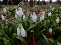 Galanthus ikariae 5, Glanzend sneeuwklokje, Saxifraga-Ed Stikvoort : Eranthis cilicica Eiland van Brienenoord