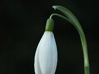 Galanthus nivalis 11, Gewoon sneeuwklokje, Saxifraga-Jan van der Straaten