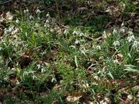 Galanthus nivalis 14, Gewoon sneeuwklokje, Saxifraga-Jan van der Straaten