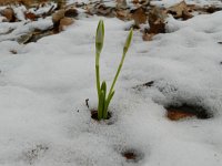 Galanthus nivalis 40, Gewoon sneeuwklokje, Saxifraga-Rutger Barendse