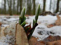 Galanthus nivalis 41, Gewoon sneeuwklokje, Saxifraga-Rutger Barendse