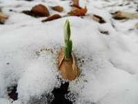 Galanthus nivalis 43, Gewoon sneeuwklokje, Saxifraga-Rutger Barendse