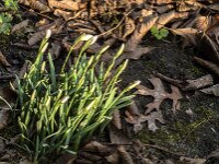 Galanthus nivalis 58, Gewoon sneeuwklokje, Saxifraga-Jan van der Straaten