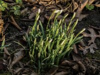 Galanthus nivalis 60, Gewoon sneeuwklokje, Saxifraga-Jan van der Straaten