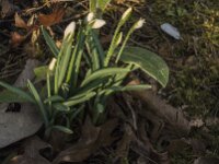Galanthus nivalis 62, Gewoon sneeuwklokje, Saxifraga-Jan van der Straaten