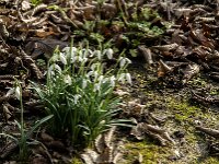 Galanthus nivalis 68, Gewoon sneeuwklokje, Saxifraga-Jan van der Straaten