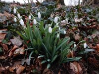 Galanthus plicatus 3, Geplooid sneeuwklokje, Saxifraga-Ed Stikvoort : geplooid sneeuwklokje Zaltbommel