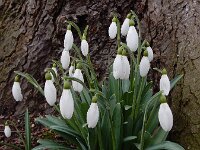 Galanthus plicatus 4, Geplooid sneeuwklokje, Saxifraga-Ed Stikvoort : geplooid sneeuwklokje Zaltbommel
