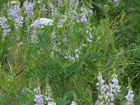 Galega officinalis 3, Galega, Saxifraga-Rutger Barendse