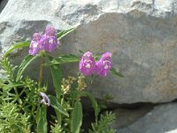 Galeopsis angustifolia, Red Hemp-nettle