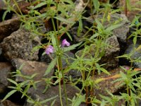 Galeopsis angustifolia 20, Smalle raai, Saxifraga-Ed Stikvoort
