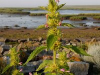 Galeopsis bifida 14, Gespleten hennepnetel, Saxifraga-Ed Stikvoort