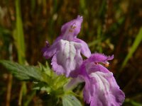 Galeopsis ladanum 7, Brede raai, Saxifraga-Ed Stikvoort
