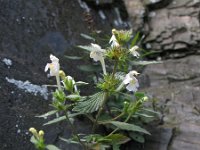 Galeopsis segetum 5, Bleekgele hennepnetel, Saxifraga-Rutger Barendse