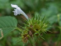 Galeopsis tetrahit 12, Gewone hennepnetel, Saxifraga-Ab H Baas