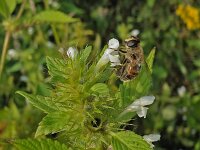 Galeopsis tetrahit 14, Gewone hennepnetel, Saxifraga-Ab H Baas