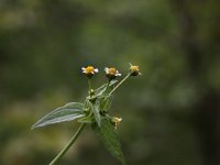 Galinsoga parviflora 1, Kaal knopkruid, Saxifraga-Peter Meininger