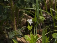 Galium odoratum 23, Lievevrouwebedstro, Saxifraga-Jan van der Straaten