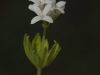 Galium odoratum 25, Lievevrouwebedstro, Saxifraga-Jan van der Straaten