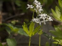 Galium odoratum 27, Lieve vrouwe bedstro, Saxifraga-Jan van der Straaten