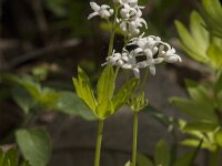 Galium odoratum 30, Lieve vrouwe bedstro, Saxifraga-Jan van der Straaten