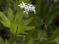 Galium odoratum 31, Lieve vrouwe bedstro, Saxifraga-Jan van der Straaten