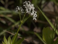 Galium odoratum 35, Lieve vrouwe bedstro, Saxifraga-Jan van der Straaten