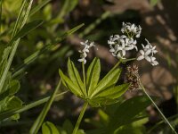 Galium odoratum 36, Lieve vrouwe bedstro, Saxifraga-Jan van der Straaten