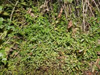 Galium palustre ssp elongatum 12, Moeraswalstro, Saxifraga-Rutger Barendse