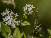 Galium palustre 21, Moeraswalstro, Saxifraga-Jan van der Straaten