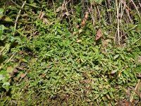 Galium palustre ssp elongatum 12, Saxifraga-Rutger Barendse