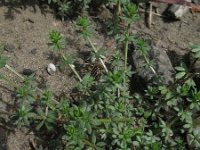 Galium parisiense 5, Frans walstro, Saxifraga-Rutger Barendse