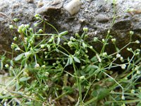 Galium parisiense 7, Frans walstro, Saxifraga-Rutger Barendse