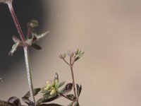 Galium parisiense 8, Frans walstro, Saxifraga-Rutger Barendse
