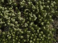 Galium pusillum