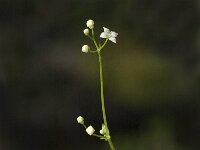 Galium rotundifolium 1, Saxifraga-Jan van der Straaten