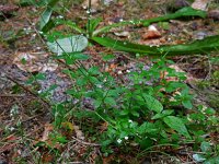 Galium rotundifolium 10, Saxifraga-Ed Stikvoort